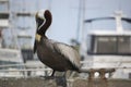 Perched Pelican Royalty Free Stock Photo