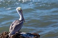 Perched pelican on the central coast of Cambria California USA