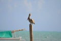 Perched Pelican