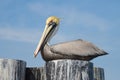 Perched Pelican