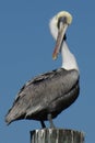 Perched Pelican