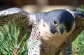 Perched Peregrine Falcon