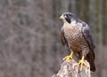 Perched Peregrine Falcon Royalty Free Stock Photo