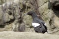 Perched pigeon Guillemot