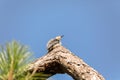 Perched red bellied woodpecker bird Melanerpes carolinus Royalty Free Stock Photo