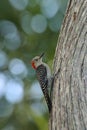 Perched red bellied woodpecker bird Melanerpes carolinus Royalty Free Stock Photo