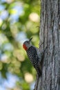 Perched red bellied woodpecker bird Melanerpes carolinus Royalty Free Stock Photo