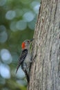 Perched red bellied woodpecker bird Melanerpes carolinus Royalty Free Stock Photo