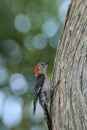 Perched red bellied woodpecker bird Melanerpes carolinus Royalty Free Stock Photo