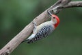 Perched Red Bellied Woodpecker Royalty Free Stock Photo