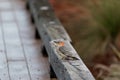 Perched red bellied woodpecker Melanerpes carolinus bird on a fence Royalty Free Stock Photo