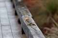 Perched red bellied woodpecker Melanerpes carolinus bird on a fence Royalty Free Stock Photo