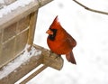 Perched Red Cardinal Royalty Free Stock Photo