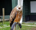 Perched red kite at a bird of prey centre Royalty Free Stock Photo