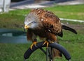 Perched red kite at a bird of prey centre Royalty Free Stock Photo