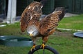Perched red kite at a bird of prey centre Royalty Free Stock Photo