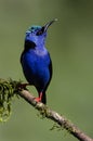 A perched red legged honeycreeper