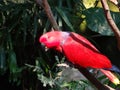 Perched Red Parrot Royalty Free Stock Photo