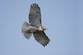 Perched Red-tailed Hawk Royalty Free Stock Photo