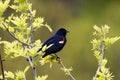 Perched Red-Winged Blackbird Royalty Free Stock Photo