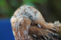 Perched rescued owl eyes closed