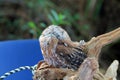 Perched rescued owl eyes closed
