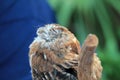 Perched rescued owl eyes closed