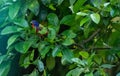 Perched on a ruby red grapefruit tree, a Colorful male painted bunting bird Passerina ciris Royalty Free Stock Photo