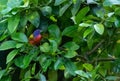 Perched on a ruby red grapefruit tree, a Colorful male painted bunting bird Passerina ciris Royalty Free Stock Photo