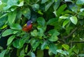 Perched on a ruby red grapefruit tree, a Colorful male painted bunting bird Passerina ciris Royalty Free Stock Photo