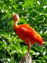 Perched scarlet ibis seen in profile Royalty Free Stock Photo