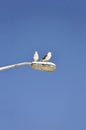 Perched Seagulls Royalty Free Stock Photo