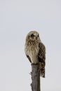 Perched Short-eared Owl, Asio flammeus, at twilight