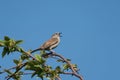 Perched singing dunnock