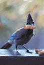 Perched Stellar`s Jay grasping a peanut in its beak Royalty Free Stock Photo