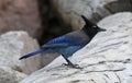 Perched Steller`s Jay Royalty Free Stock Photo