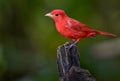 A perched summer tanager