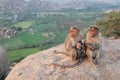 family Monkey on a rock cute Royalty Free Stock Photo