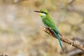 A perched Swallow-tailed bee-eater Royalty Free Stock Photo