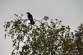 Perched on the top branches of a birch tree in early spring is a crow observing the environment, shown in silhouette. Royalty Free Stock Photo