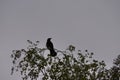 Perched on the top branches of a birch tree. In early spring is a crow observing the environment, shown in silhouette. Crows are