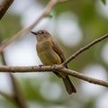 Perched on a tree branch, a small bird with a brownish-yellow plumage Royalty Free Stock Photo