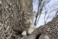 Perched Tree Cat