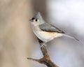 Perched Tufted Titmouse Royalty Free Stock Photo