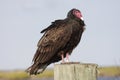 Perched Turkey Vulture Royalty Free Stock Photo