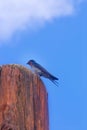 Perched welcome swallow on the Atherton Tableland in Tropical No