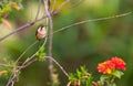 Perched White-bellied Woodstar Royalty Free Stock Photo