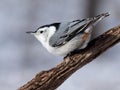 Perched white-breasted nuthatch in winter