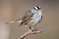 Perched White-crowned Sparrow