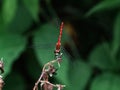 Perched White-faced Meadowhawk Royalty Free Stock Photo